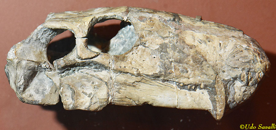 Cyonosaurus