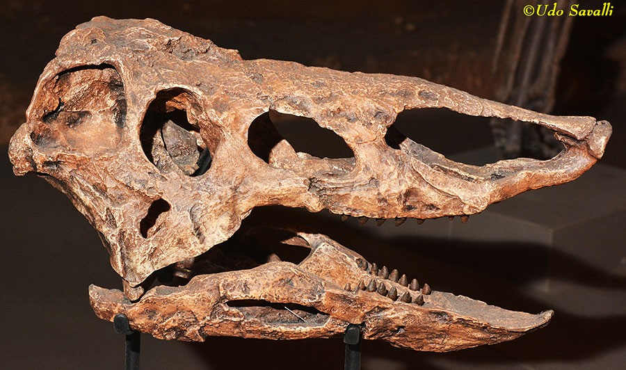 Desmatosuchus skull