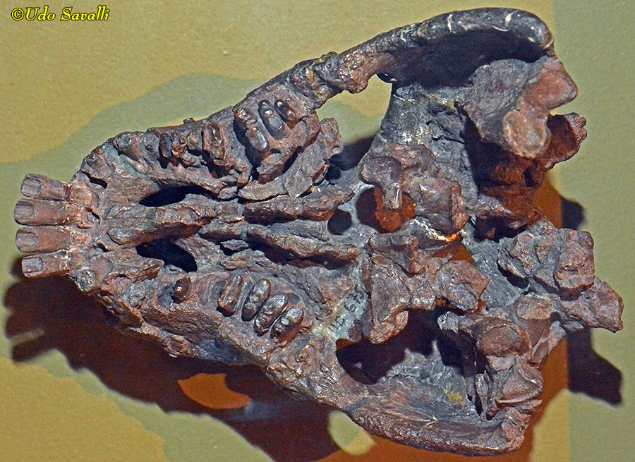 Diadectes Skull