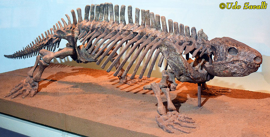Diasparactus