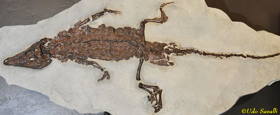 Diplocynodon