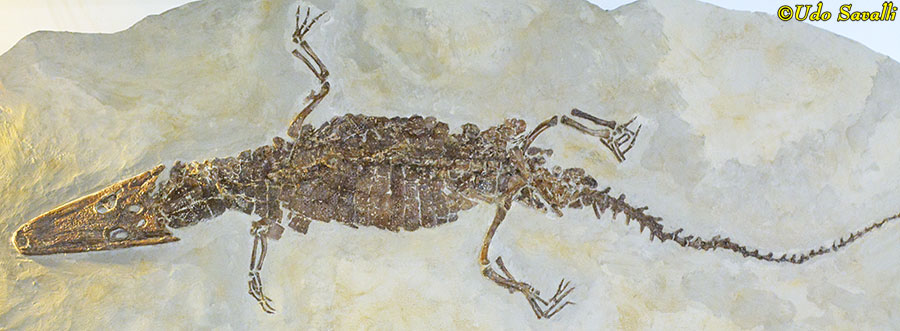 Diplocynodon