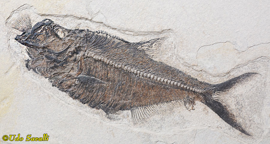 Diplomystus Aspiration