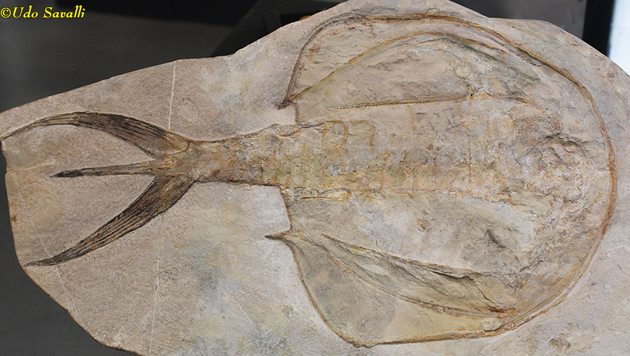 phyllocarid