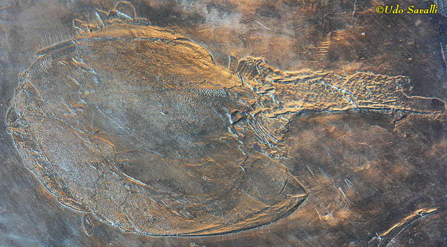 Drepanaspis