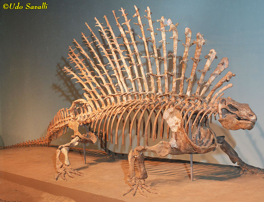 Edaphosaurus