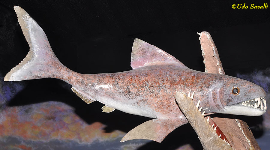 Enchodus model