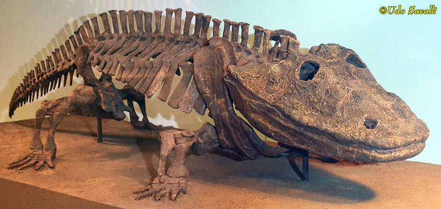Eryops