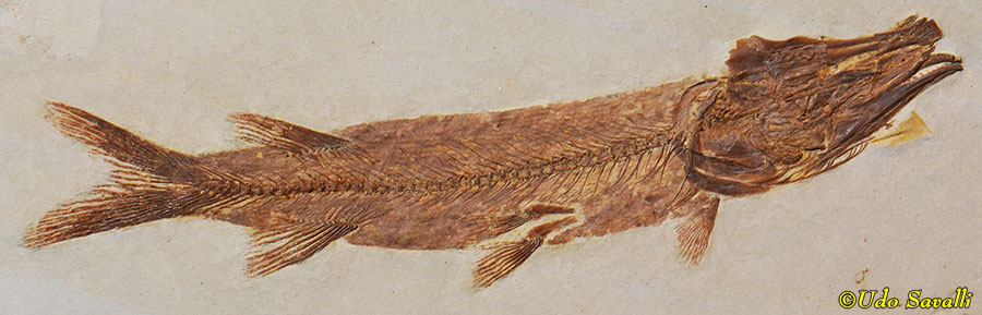 Esox