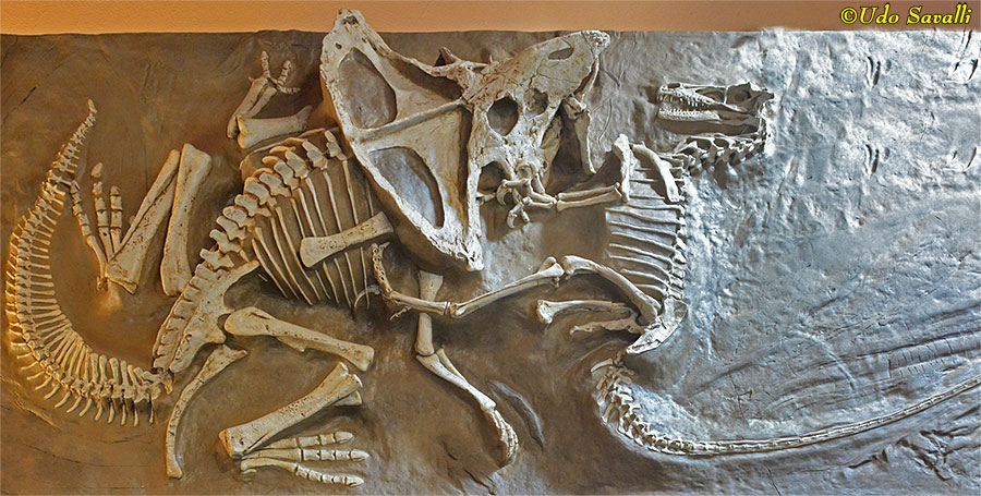 Mongolian Fighting Dinos