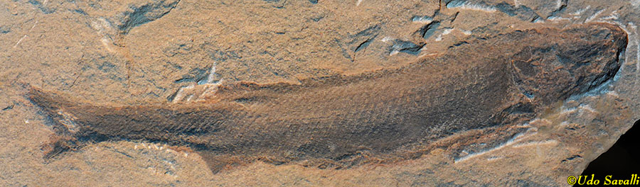 Gonatodus