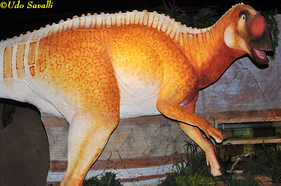 Gryposaurus Model