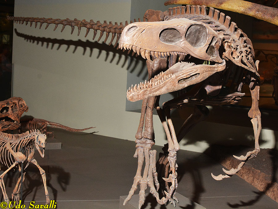 Herrerasaurus