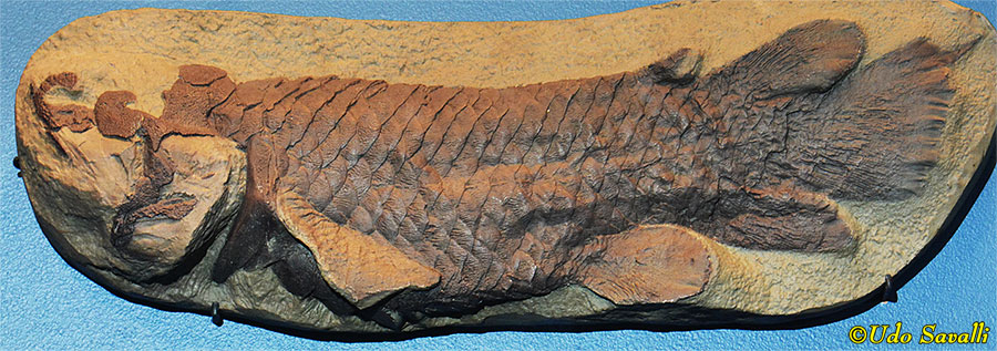 Holoptychius
