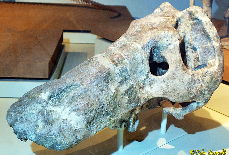 Jonkeria skull