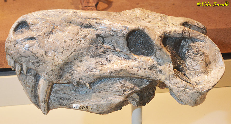 Lycaenops