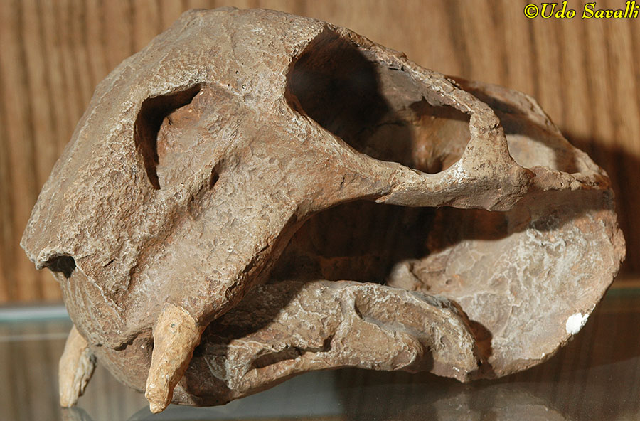 Lystrosaurus skull