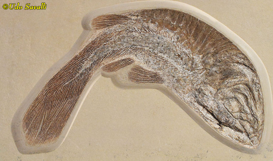 Macropomoides