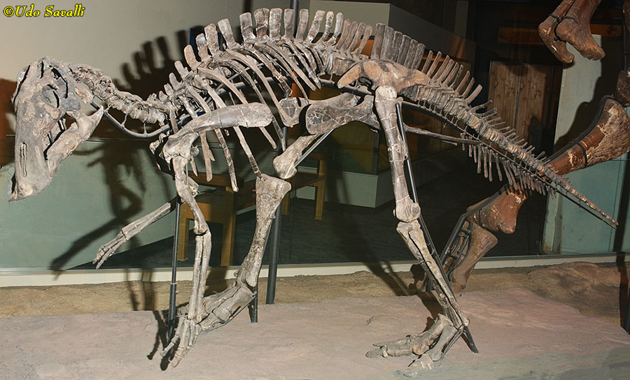 Maiasaura juvenile