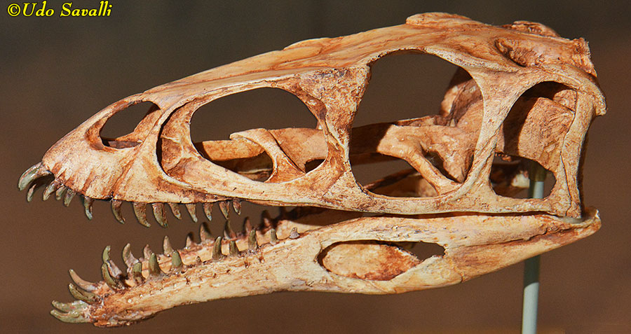 Masiakasaurus