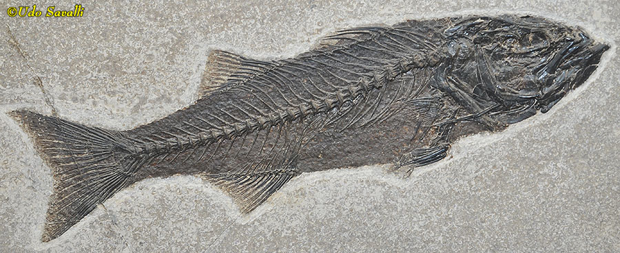 Mioplosus