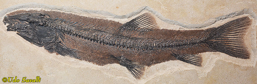 Notogoneus