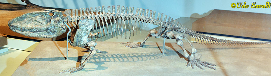 Ophiacodon