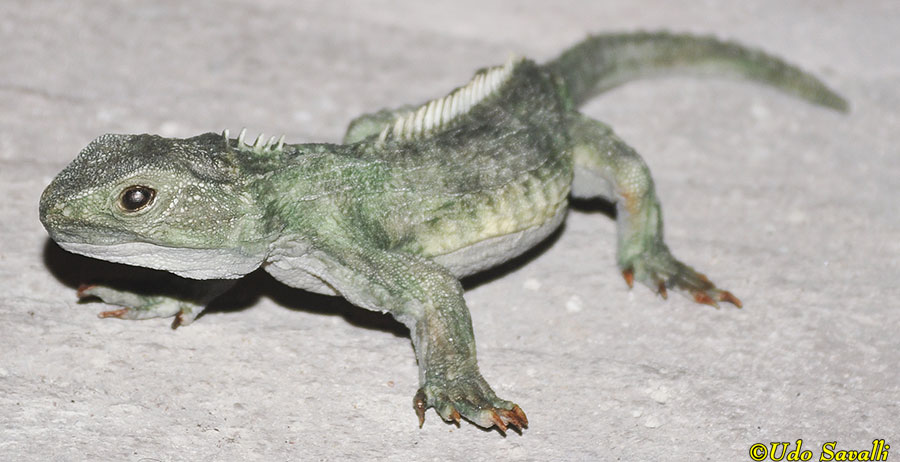 Opisthias Model
