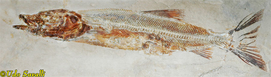 Ornategulum