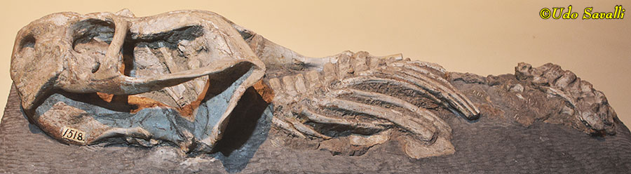 Oudenodon