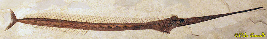 Palaeorhynchus
