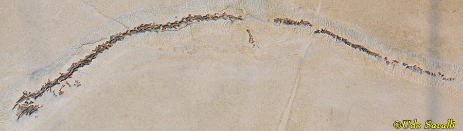 Paleoamphiuma