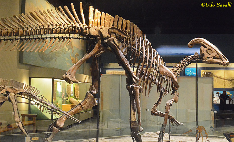 Parasaurolophus