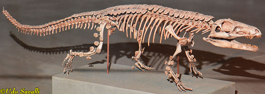 Parringtonia
