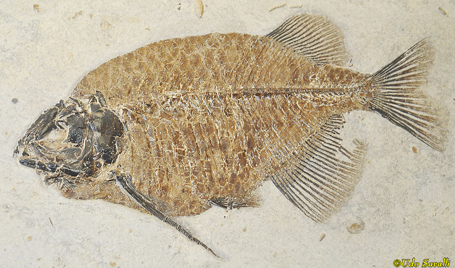 Phareodus