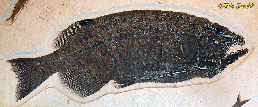 Phareodus