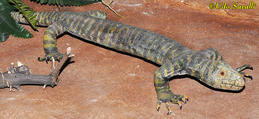 Polyglyphanodontian Lizard Model