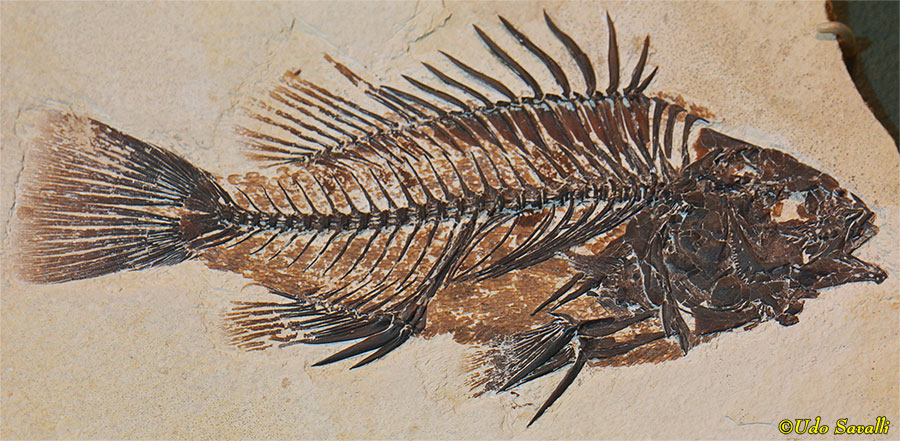 Priscacara