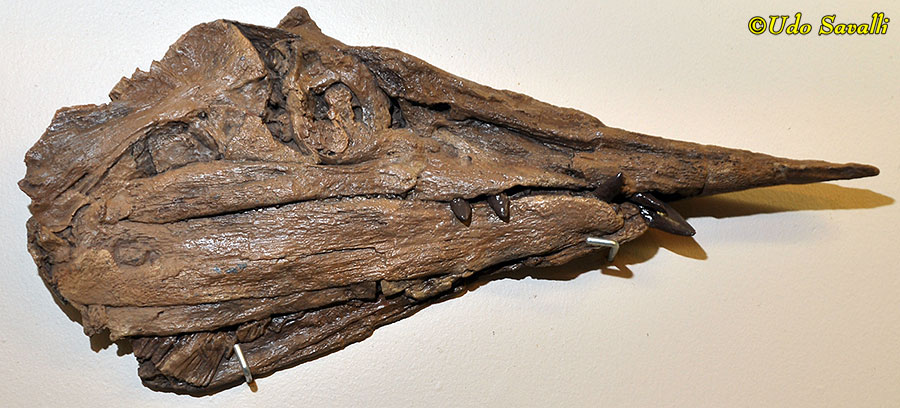 Protosphyraena Skull