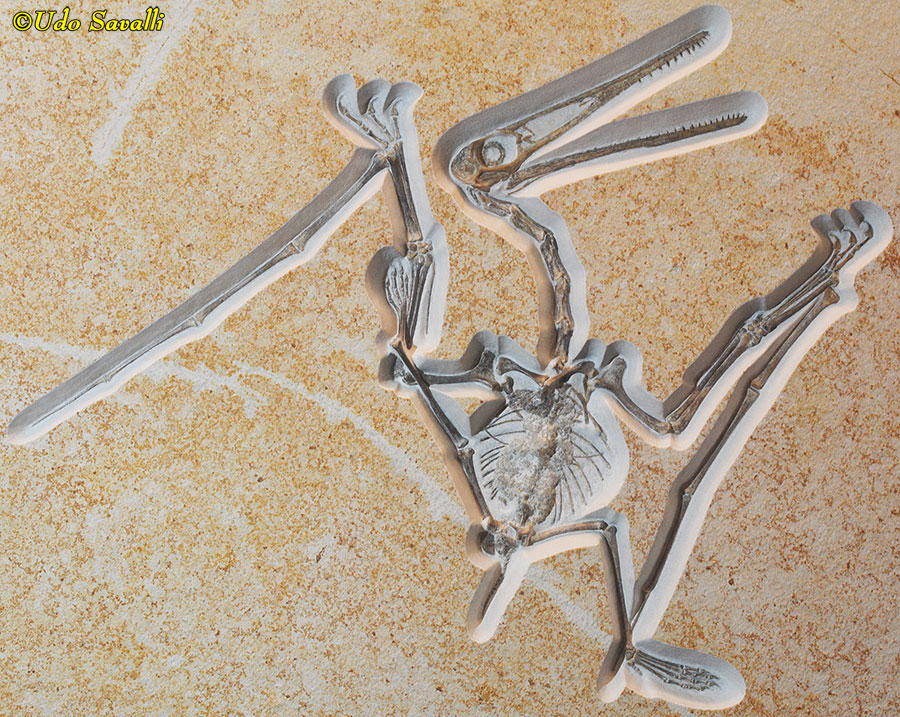 Pterodactylus