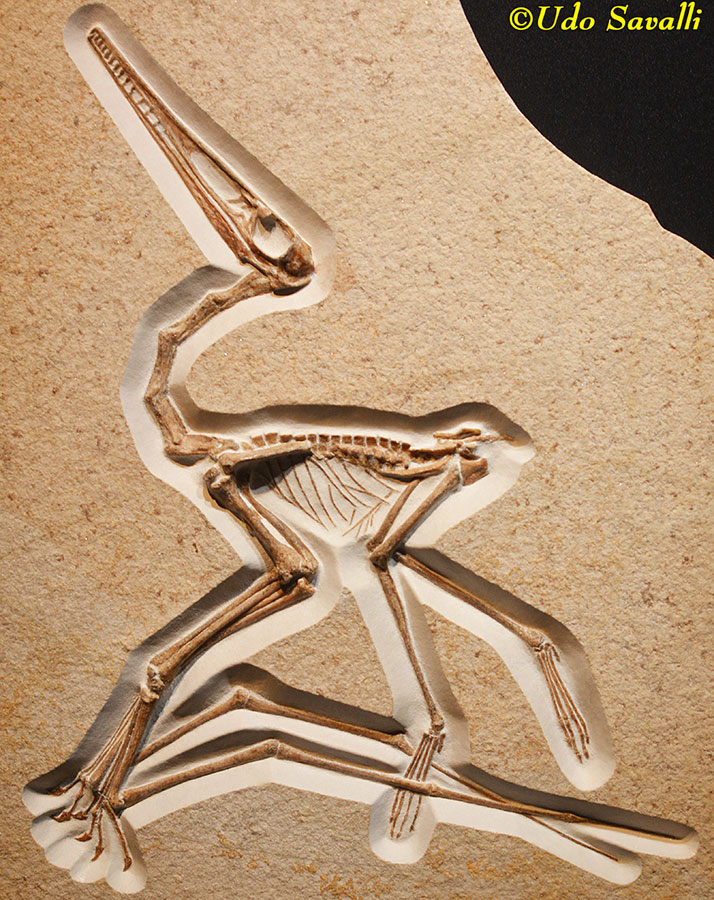 Pterodactylus