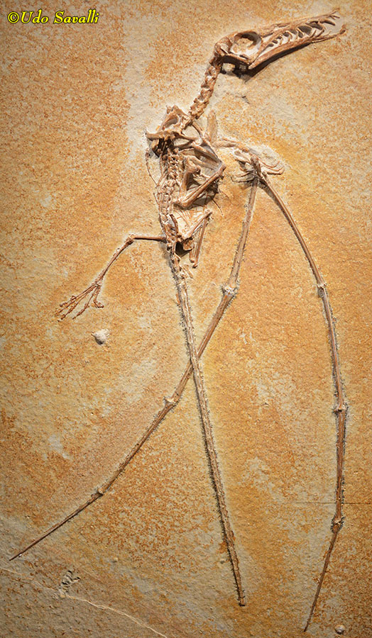 Rhamphorhynchus 4