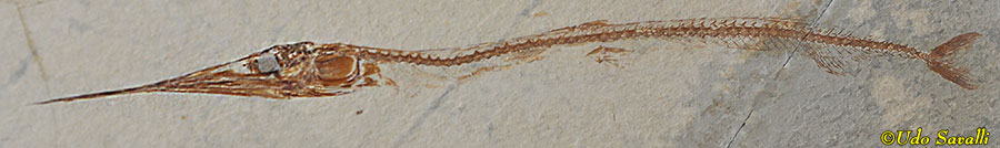 Rhynchodercetis