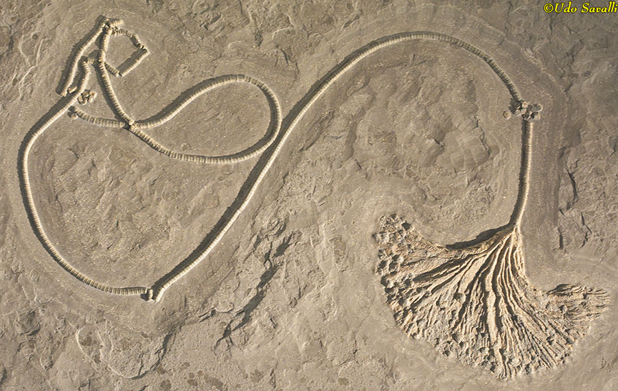 floating crinoid