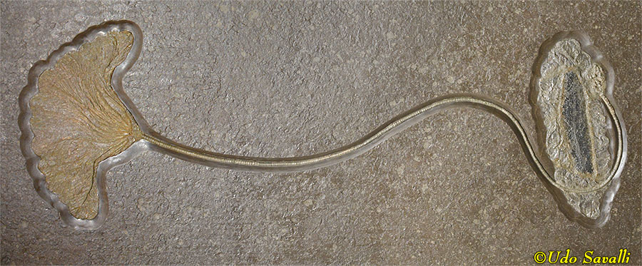 floating crinoids