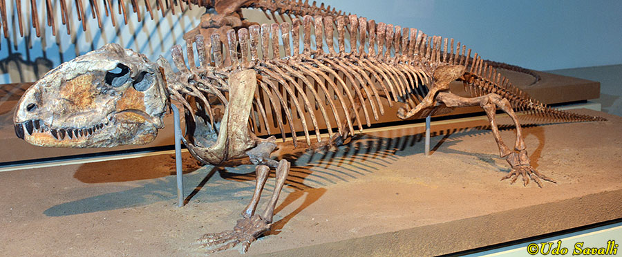 Sphenacodon