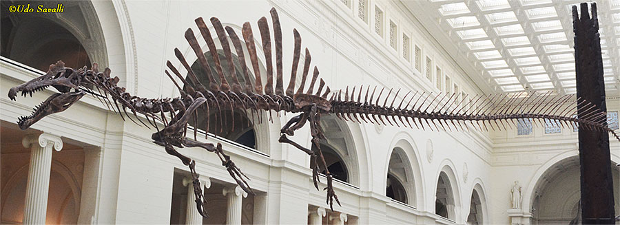 Suchomimus