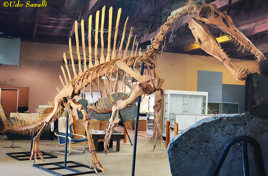 Spinosaurus snout
