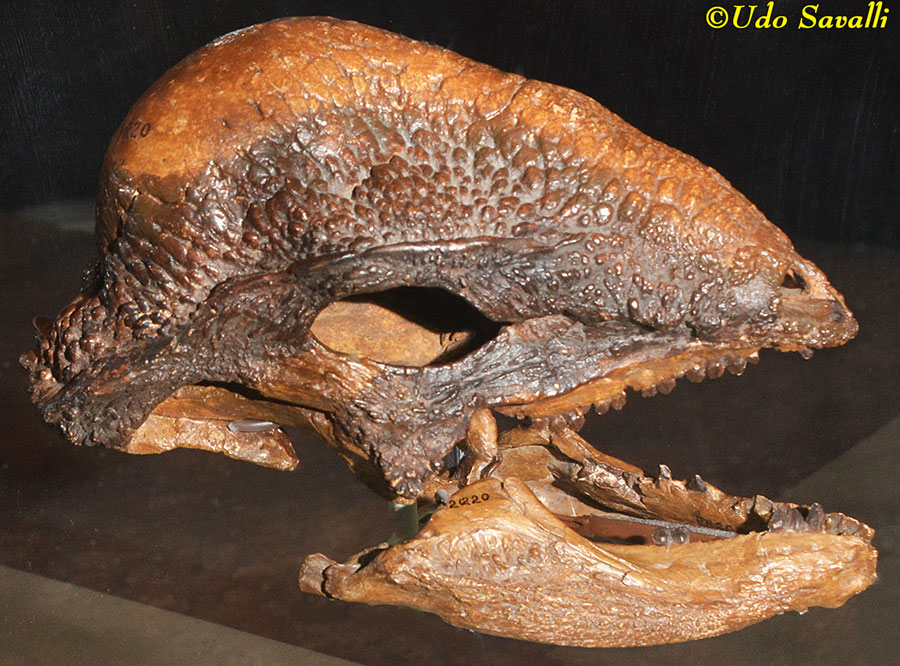 Stegoceras