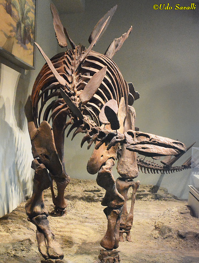 Stegosaurus